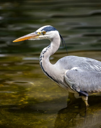 The Clarendon Nature